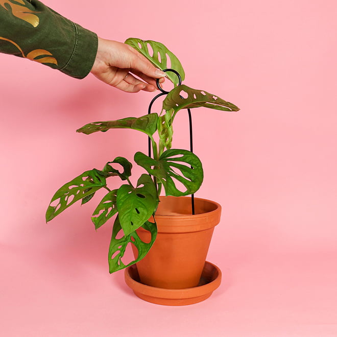 mini plantensteunen zwart pompom botanopia