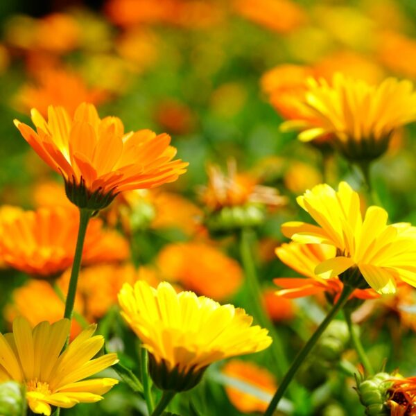 erfurter orangefarbige calendula zaden goudsbloem pynappel