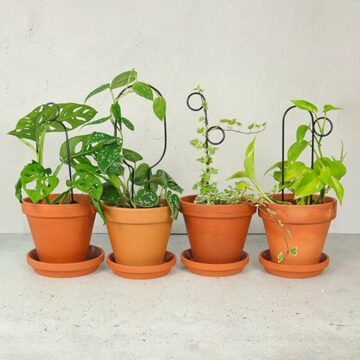 botanopia mini plantensteun zwart collectie