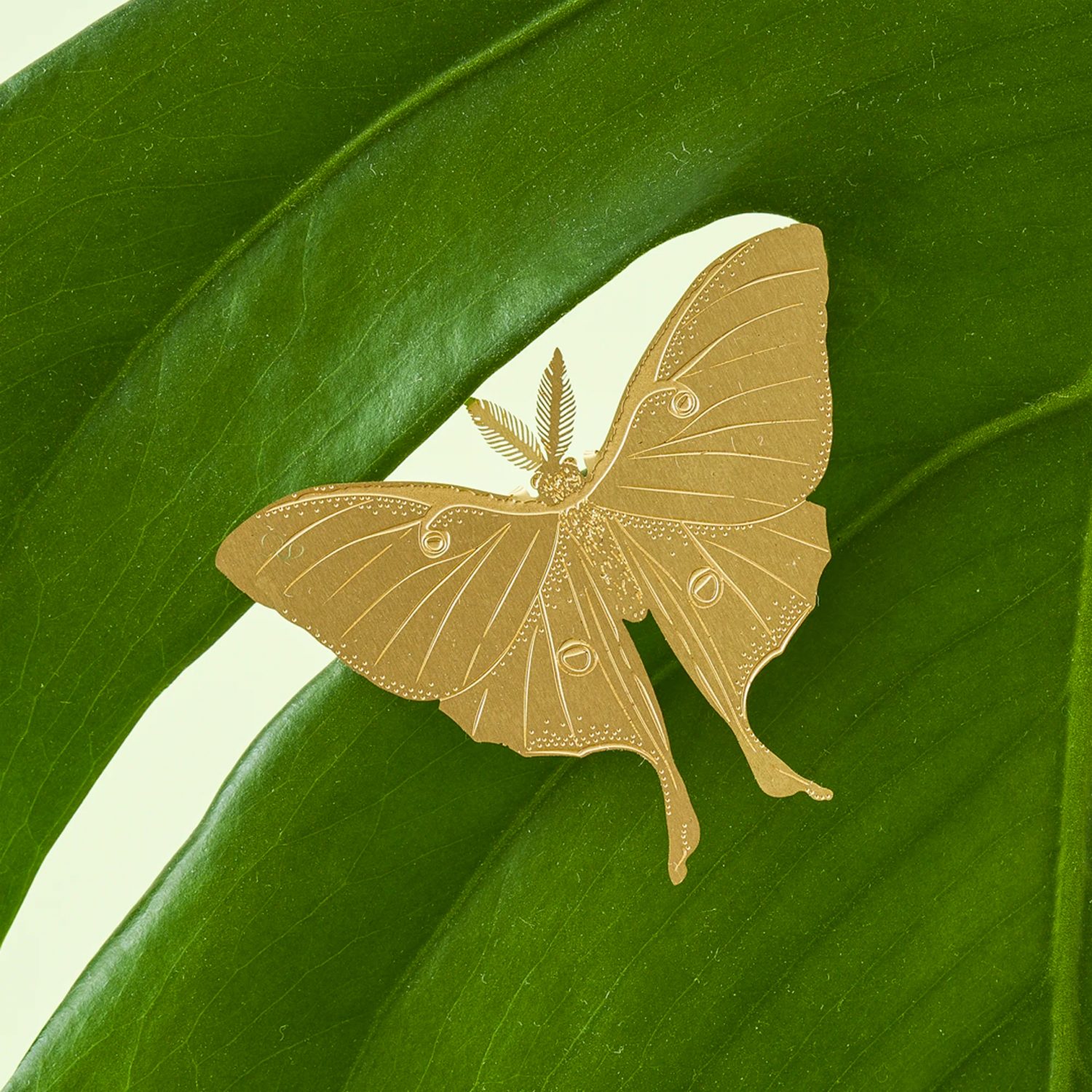 plant animal lunar moth gouden plantenbeestje mot pynappel uden