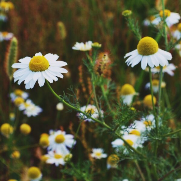 roomse kamille zaden roman chamomile pynappel