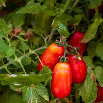 san marzano tomaten zaden